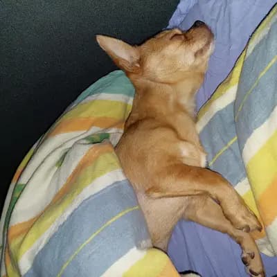 Bild aus Chihuahua vom Glückstal  in Bayern, wo unsere Chihuahua-Hunde in einer liebevollen Umgebung aufwachsen.