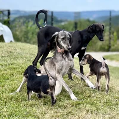 Bild aus Del'Neshin in Nordrhein-Westfalen, wo unsere Saluki-Hunde in einer liebevollen Umgebung aufwachsen.