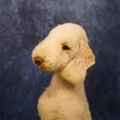 Bild aus The Bushwalker  in Niedersachsen, wo unsere Bedlington Terrier-Hunde in einer liebevollen Umgebung aufwachsen.