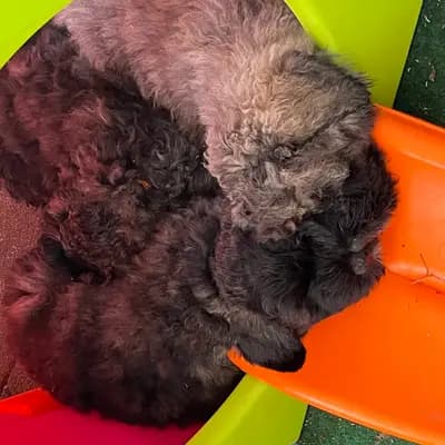 Bild aus Bouviers des Flandres vom Spicher Wäldchen in Nordrhein-Westfalen, wo unsere Bouvier des Flandres-Hunde in einer liebevollen Umgebung aufwachsen.