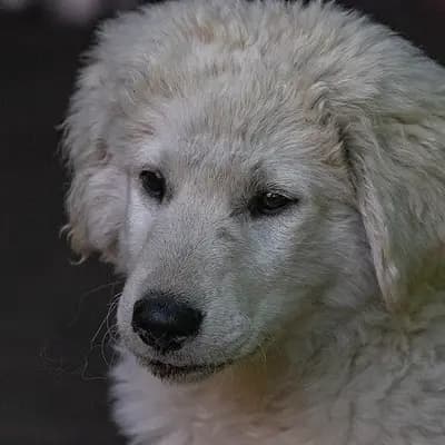 Galerie-Bild von Kuvasz "von den großen Strolchen" in Nordrhein-Westfalen, mit Eindrücken unserer Kuvasz-Zucht.