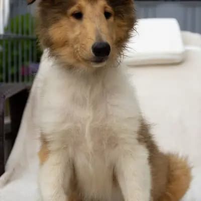 Galerie-Bild von Collie of Golden Gate  in Baden-Württemberg, mit Eindrücken unserer Amerikanischer Collie-Zucht.