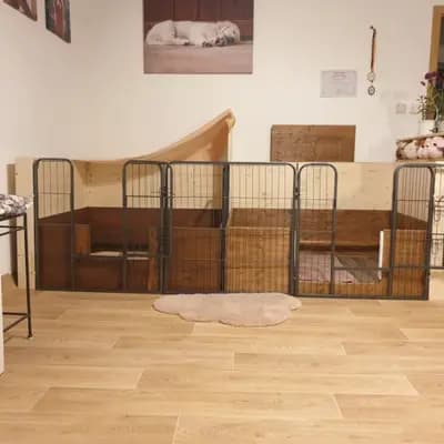 Bild aus Therapie- und Assistenzhunde von MacGold in Sachsen-Anhalt, wo unsere Golden Retriever-Hunde in einer liebevollen Umgebung aufwachsen.