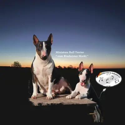 Galerie-Bild von Miniature Bull Terrier vom Blasheimer Markt  in Nordrhein-Westfalen, mit Eindrücken unserer Miniature Bullterrier-Zucht.