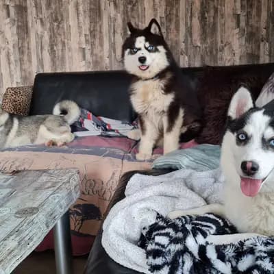 Galerie-Bild von Mystic Falls Pomsky Minihuskys  in Bayern, mit Eindrücken unserer Pomsky-Zucht.