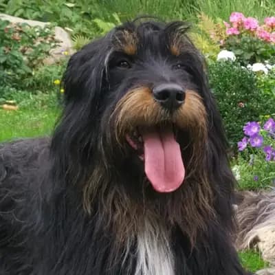 Foto von Andy, einem Mischlingshunde-Elternhund in Nordrhein-Westfalen.