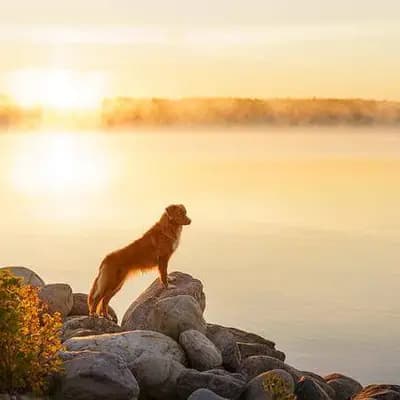 Nova Scotia Duck Tolling Retriever – Hunderasse