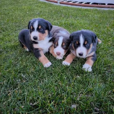 Wurfankündigung Havanna Braune Appenzeller Sennenhund Welpen – Appenzeller Sennenhund Welpe, Nordrhein-Westfalen, Aufgezogen von Dieters Hundezucht 