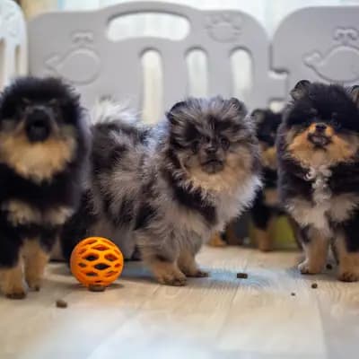 Bild aus Royal dogs Berlin  in Berlin, wo unsere Zwergspitz-Hunde in einer liebevollen Umgebung aufwachsen.