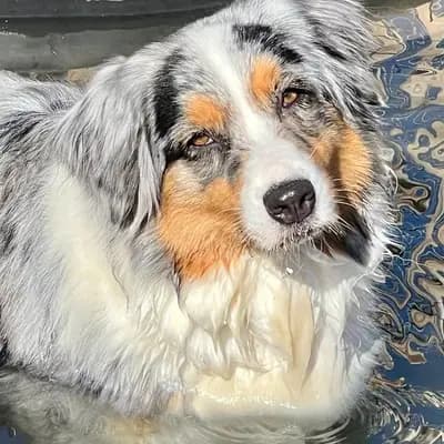 Maja