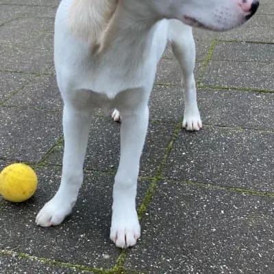 Ella
