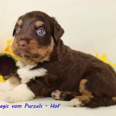 Magic – Australian Shepherd Welpe, Rheinland-Pfalz, 由...饲养 Australian Shepherds vom Purzels-Hof