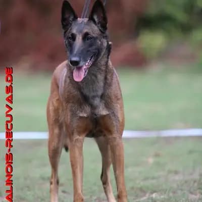 Galerie-Bild von Malinois vom Templerordern  in Baden-Württemberg, mit Eindrücken unserer Malinois-Zucht.