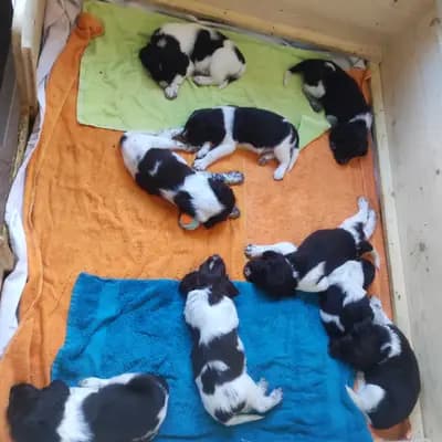 Bild aus Vom Immengrund  in Niedersachsen, wo unsere Kleiner Münsterländer-Hunde in einer liebevollen Umgebung aufwachsen.