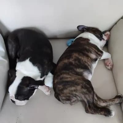 Titelbild von Von den Manchester Hexen Boston Terrier Zucht in Nordrhein-Westfalen, Heimat unserer Boston Terrier-Zucht.