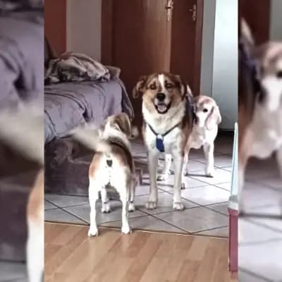 Simba