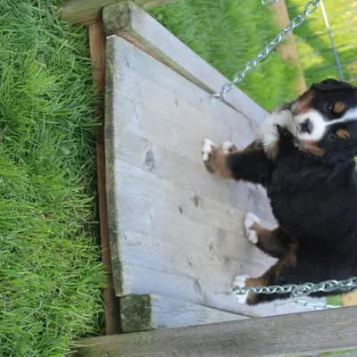 Bild aus Berner von der Villa Arya in Rheinland-Pfalz, wo unsere Berner Sennenhund-Hunde in einer liebevollen Umgebung aufwachsen.