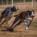 Foto der Rasse Greyhound