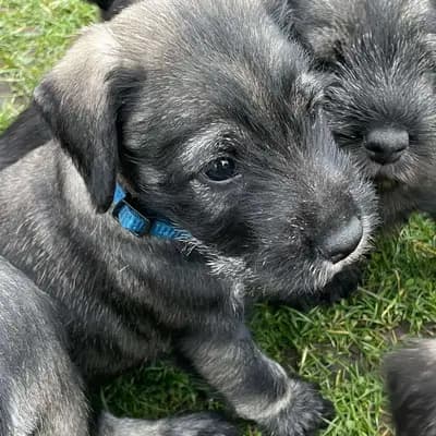 Galerie-Bild von Hundezucht von den Kalkseehexen in Brandenburg, mit Eindrücken unserer Schnauzer-Zucht.