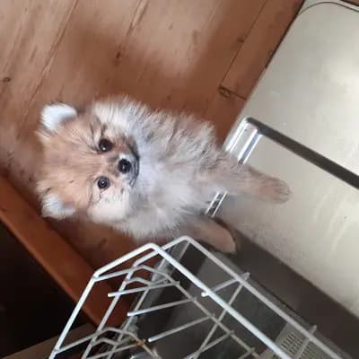 Bild aus Pomeranian von  Dolce Picollini   in Schleswig-Holstein, wo unsere Zwergspitz-Hunde in einer liebevollen Umgebung aufwachsen.