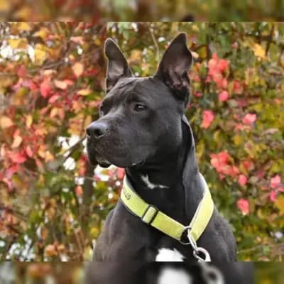 Ares