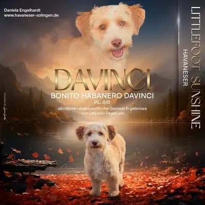 HAVANESER - Deckrüde - \"DAVINCI\" – Havaneser Welpe, Nordrhein-Westfalen, 由...饲养 Havaneser "Littlefoot Sunshine"