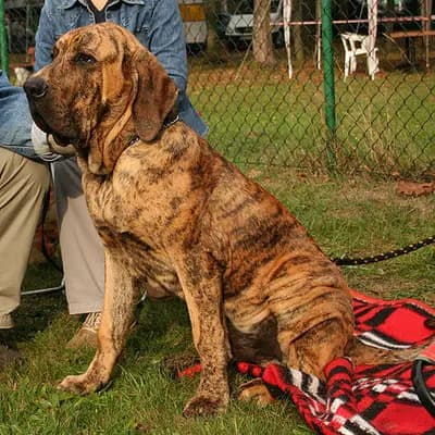 Fila Brasileiro – Hunderasse