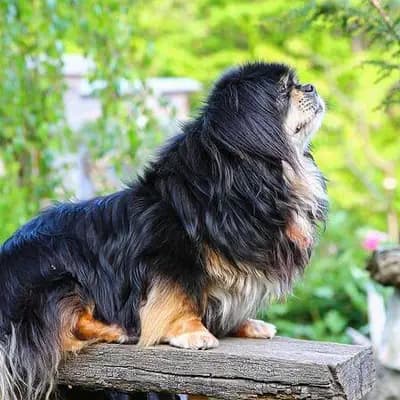 Tibet Spaniel – Hunderasse