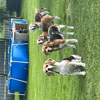 Bild aus Vom Steinbrink  in Niedersachsen, wo unsere Beagle-Hunde in einer liebevollen Umgebung aufwachsen.