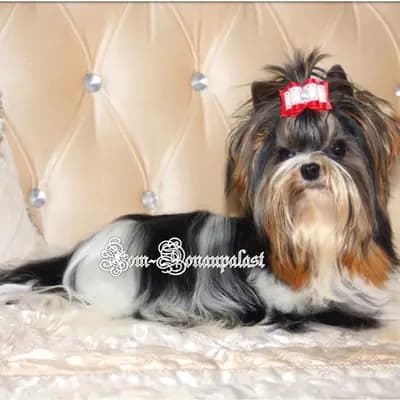 Erwachsene Biewer Yorkshire Terrier Rüde. – Yorkshire Terrier Welpe, Bayern, Aufgezogen von Hundezucht vom Donaupalast