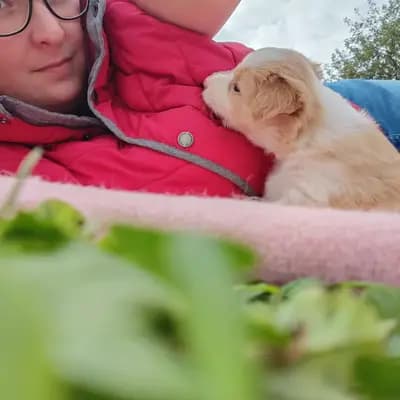 Bild aus Border Collie „von der großen Eiche” in Bayern, wo unsere Border Collie-Hunde in einer liebevollen Umgebung aufwachsen.