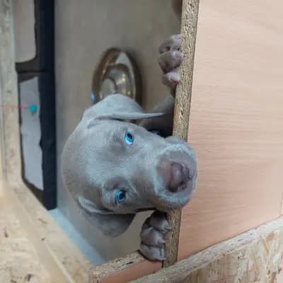 Foto von !VERKAUFT! Manuka (süsser Honig), einem Weimaraner (kurzhaar)-Welpe in Niederösterreich.