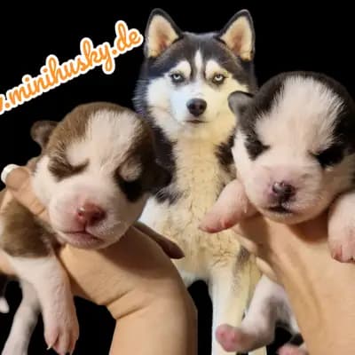 Galerie-Bild von Mystic Falls Pomsky Minihuskys  in Bayern, mit Eindrücken unserer Pomsky-Zucht.
