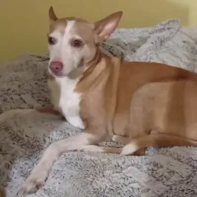 Canela
