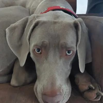 Foto von Misty, einem Weimaraner (kurzhaar)-Elternhund in Niederösterreich.