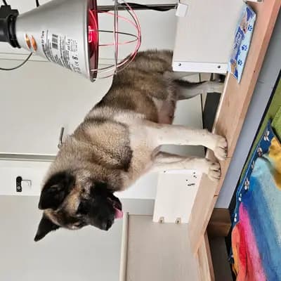 Bild aus On the highest in Baden-Württemberg, wo unsere Amerikanischer Akita-Hunde in einer liebevollen Umgebung aufwachsen.
