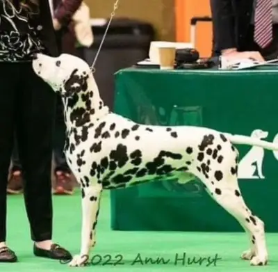D-Wurf – Dalmatian Wurf, Bayern, Raised by Applecreek 