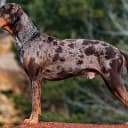 Foto der Rasse Catahoula Leopard Dog