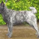 Foto der Rasse Holländischer Schäferhund (Rauhhaar)
