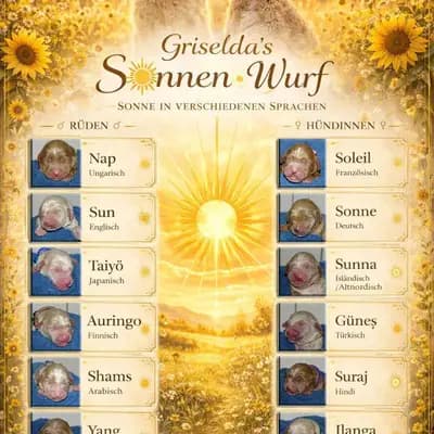 Sonnenwurf – 金毛犬 Wurf, Niedersachsen, 由...饲养 Griselda Doodle