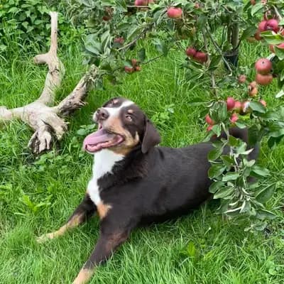 Galerie-Bild von Appenzeller Sennenhunde vom Altmarkhof in Sachsen-Anhalt, mit Eindrücken unserer Appenzeller Sennenhund-Zucht.