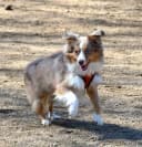 Foto der Rasse Miniature American Shepherd