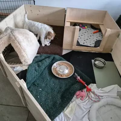 Bild aus VON DEN KLEINEN FELLNASEN in Sachsen-Anhalt, wo unsere Jack Russell Terrier-Hunde in einer liebevollen Umgebung aufwachsen.