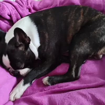 Galerie-Bild von Von den Manchester Hexen Boston Terrier Zucht in Nordrhein-Westfalen, mit Eindrücken unserer Boston Terrier-Zucht.
