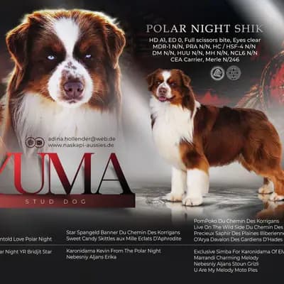 Deckrüde Australian Shepherd/Red Tri/ Blaue Augen – Australian Shepherd Welpe, Brandenburg, 由...饲养 Naskapi Aussies