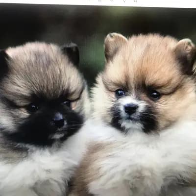 Galerie-Bild von Kleinspitze v. d  Schüpfer Zwergen und Langhaar Schäferhunde von den Schüpfer Hexen in Baden-Württemberg, mit Eindrücken unserer Kleinspitz-Zucht.