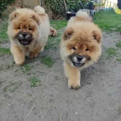 Foto des G-Wurf von Chow Chow in Chow-Chow Zucht Pei Ni, aufgenommen in Brandenburg.