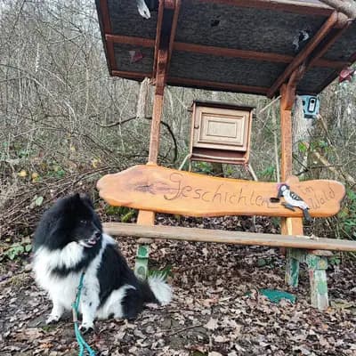 Foto von Flipper, einem Mischlingshunde-Elternhund in Baden-Württemberg.