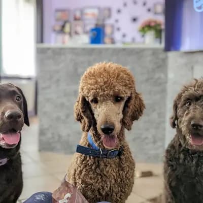 Galerie-Bild von ChocoDoodle in Niedersachsen, mit Eindrücken unserer Labradoodle (Labrador x Pudel)-Zucht.