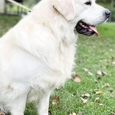 Golden Retriever Winter 2026 mit Abgabe 2027 Januar Februar – Golden Retriever Welpe, Bayern, Raised by Golden Retriever und Labrador Retriever Zucht seit 1996.
